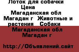 Лоток для собачки › Цена ­ 1 100 - Магаданская обл., Магадан г. Животные и растения » Собаки   . Магаданская обл.,Магадан г.